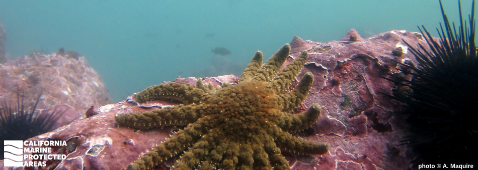 a 'sunflower star', a sea star with many legs, attached to a rock
